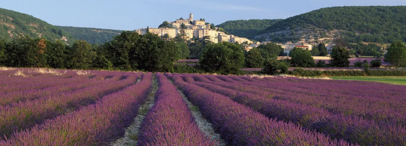 9370 provence lavender fields