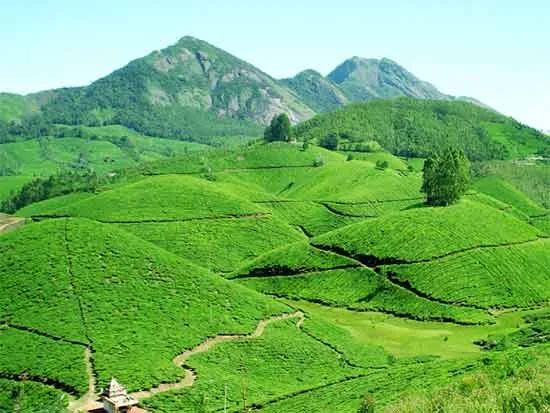 9384 munnar spice garden