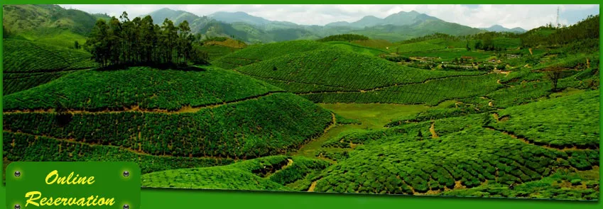 9384 munnar treehouse stay