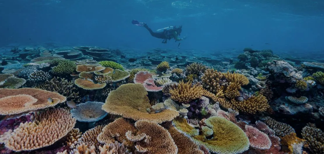 9398 great barrier reef snorkeling