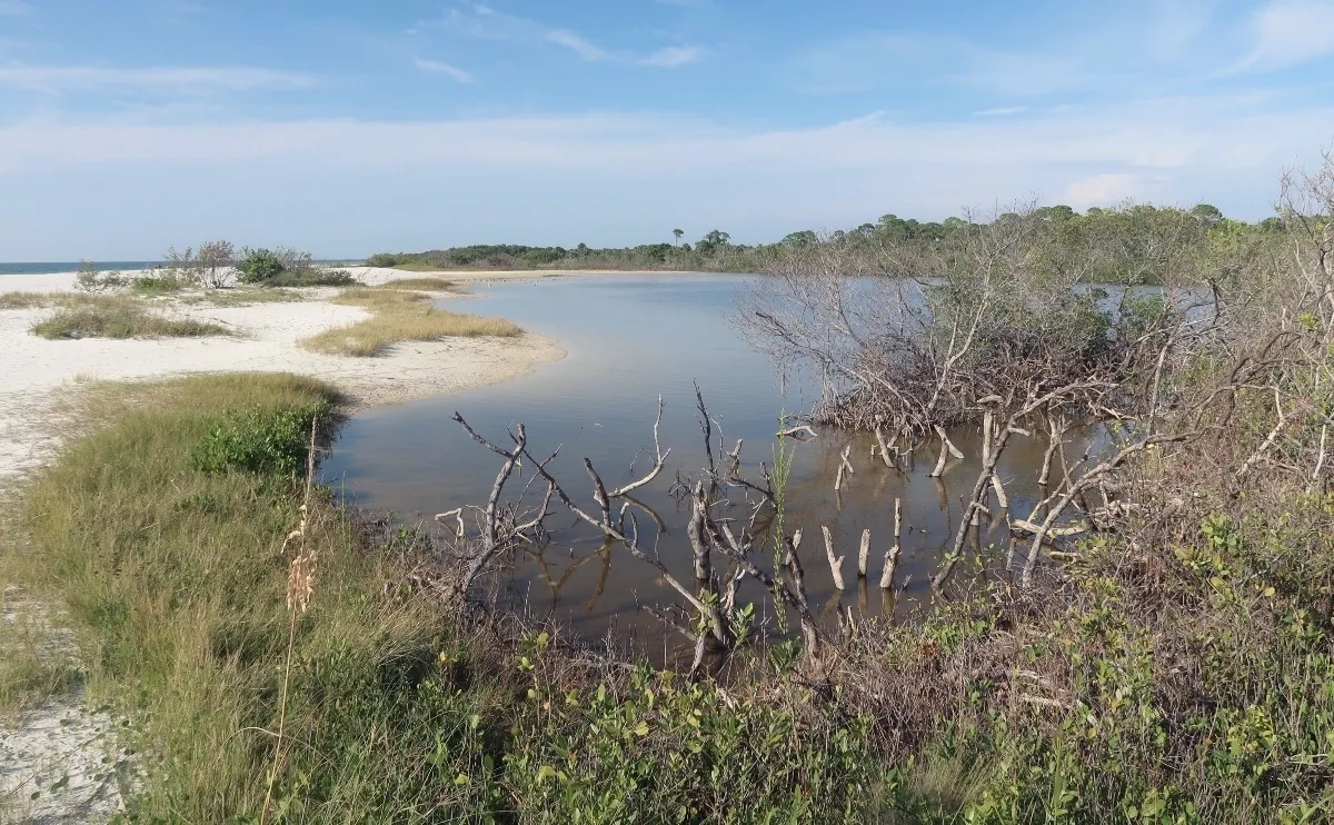 9431 honeymoon island wildlife