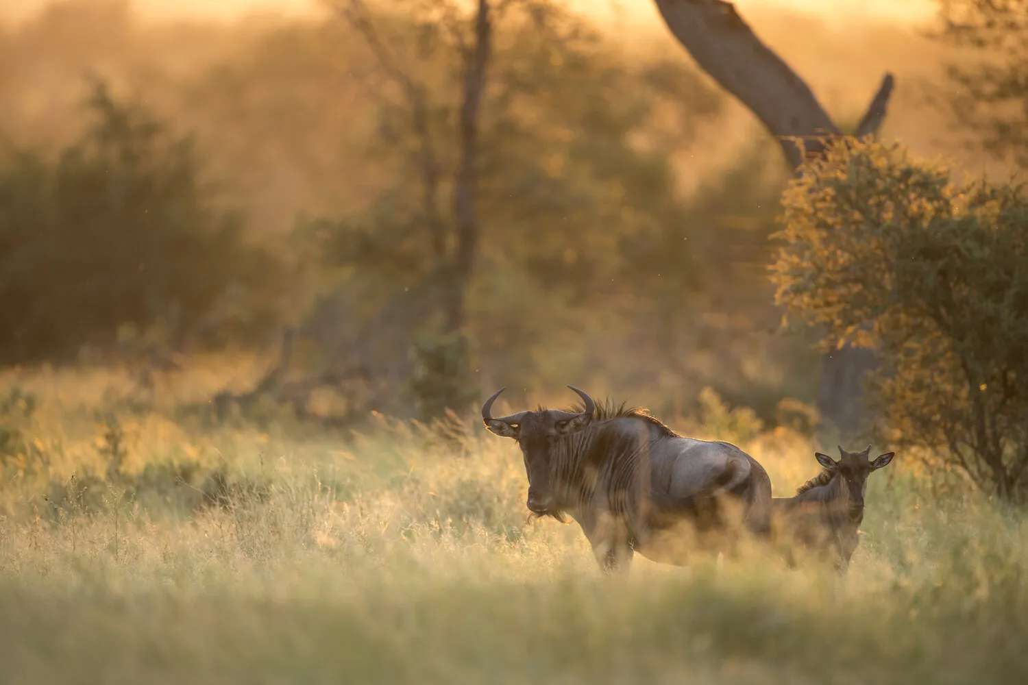 9528 tanzania serengeti safari