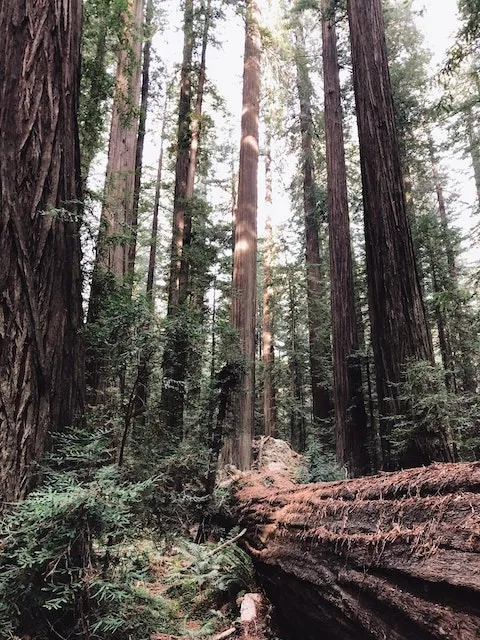 9532 resort room ocean view