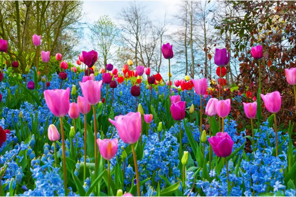 9619 bali rice fields