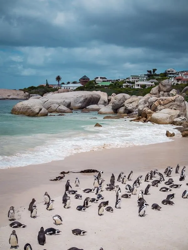 9658 kruger national park safari