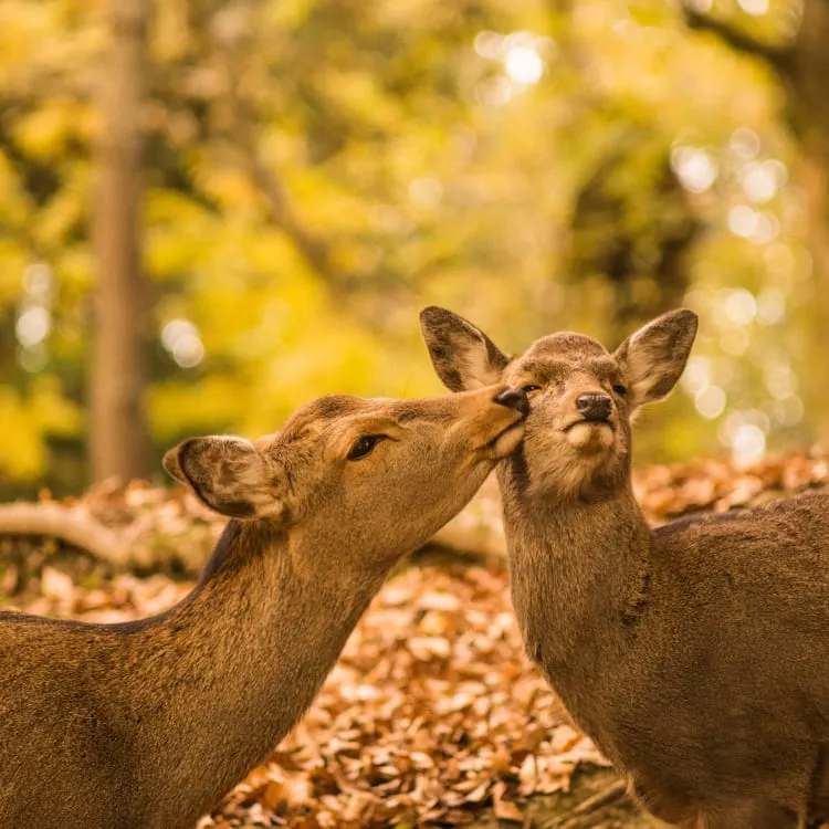 9670 ryokan experience